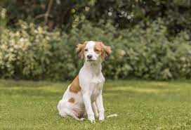 Nederlandse kooikerhondje information including personality, history, grooming, pictures, videos. Nederlandse Kooikerhondje Martin Rutter Dogs