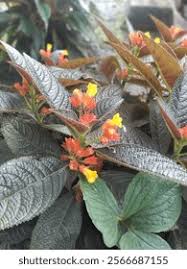Image result for Gesneriaceae