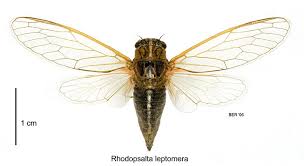 Image result for Rhodopentas