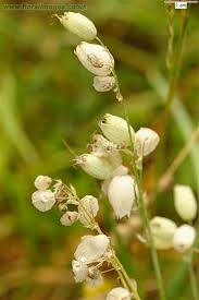 Image result for Silene kiwuensis