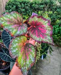 Image result for Begonia nyassensis