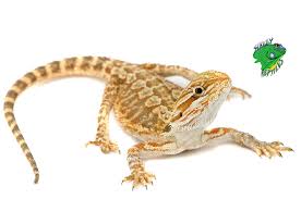 These have yet to include necessary equipment for breeding. Cheap Bearded Dragons For Sale Online Breeders Strictly Reptiles