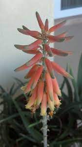 Aloe Vera Bloom Aloe Vera Plant Planting Flowers Flower Garden