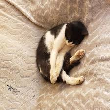 Bu Kedileri Cok Seviyorum Uyuyan Guzel Kedi Kedi Cat Kitty Photo Photoshoot Phone Bu Kedileri Cok Seviyorum Uyuyan Guzel Kedi Kedi Cats Animals