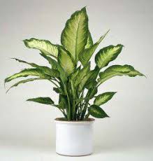 A Z List Of Houseplants That Are Poisonous To Your Cats Cat Safe Plants Yucca Plant Plants