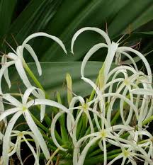 Image result for Crinum walteri