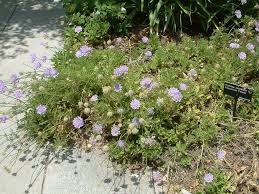 Image result for Scabiosa columbaria