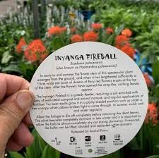 Image result for Scadoxus pole-evansii