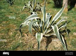 Image result for Agavaceae