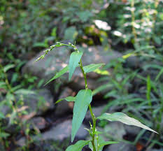 Image result for Persicaria barbata