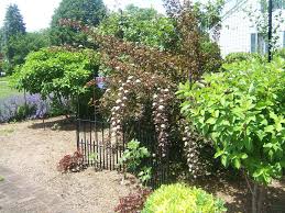 This ninebark is the star of the side garden. Eastern Ninebark Physocarpus Opulifolius Coppertina In The Ninebarks Database Garden Org