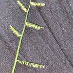 Image result for Echinochloa pyramidalis