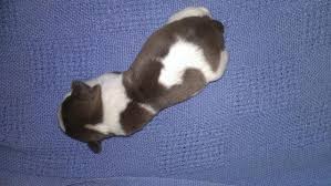 We do not allow texas breeders, adoption centers, rescues or shelters to list shih tzus for free in texas. Akc Parti Schnauzer Puppies For Sale In Longview Texas Classified Americanlisted Com