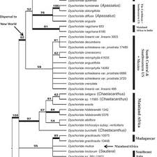 Image result for Dyschoriste trichocalyx