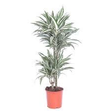 Dracaenas are popular for their upright foliage and ease of growing nature! Dracaena White Jewel P 19 Cm Kopen Plantje Nl