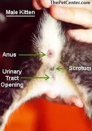 You may find that as you examine different kittens, it becomes easier to tell the difference between males and females. How To Tell The Gender Of My Kitten Quora