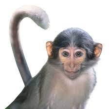 Monkey Png Image Free Png Png Images Image