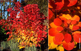 Image result for Cogniauxia