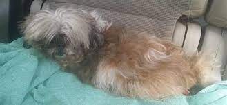 Pin On Photos From Lost Dogs Minnesota
