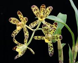 Image result for Ansellia