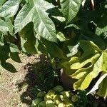 Image result for Vasconcellea pubescens