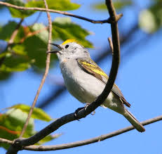 Black And White Bird With Long Yellow Beak Scientists Discover Adorable Bird That S Actually 3 Species In One Birds Beautiful Birds Bird Species