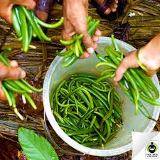 Did You Know This Is What Freshly Picked Vanilla Pods Look Like Press Like If You Re Thankful That Fairtrad Grow Vanilla Beans Vanilla Plant Herbs Spices