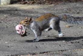 Squirrel Breeding Biology Gestation Birth Kitten Development Wildlife Online