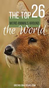 An Epic Guide To 70 Cool Weird Animals Around The World Weird Animals Animals Cutest Animals On Earth