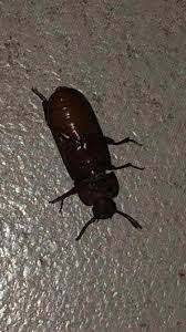 If it's implausible to consider such large cockroaches, you could alternately answer based on a collection of cockroaches adding up to the same mass. Is This A Beetle Or A Cockroach It S Approximately 0 6 Inches Long 1 5 Cm Entomology