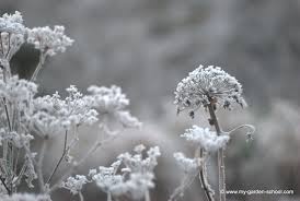 8 Week Professional Planting Design Course With Hilary Thomas Plants Plant Design Design Course