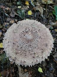 Image result for site:byggahus.se svamp