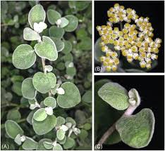 Image result for Helichrysum