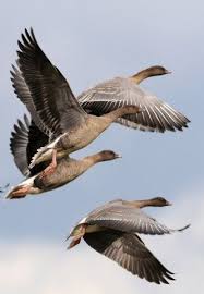 Why Do Birds Fly South For The Winter Riddle Pink Footed Geese Arriving In Norfolk Uk In October Too Late For Their Migration South Will Stay For The Winter Painting Studio Bald Eagle Wildlife