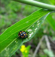 Maybe you would like to learn more about one of these? Pin On Tree Of Life Beetles I