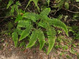 Image result for Dicranopteris elegantula