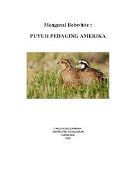 Tempat yang disukai burung puyuh. Mengenal Bobwhite Puyuh Pedaging Amerika Flip Ebook Pages 1 41 Anyflip Anyflip