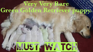 At the lower end of the price, the spectrum may be dogs from a pet store or home breeder without akc documentation. Have You Ever Seen A Green Golden Retriever Puppy Very Very Rare Green Golden Retriever Puppy Youtube