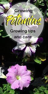 How To Grow Petunia In A Container Growing Petunia Petunia Care Naturebring Petunia Plant Petunia Care Petunia Flower
