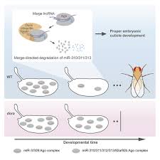 Endogenous transcripts direct microRNA degradation in Drosophila, and this  targeted degradation is required for proper embryonic development:  Molecular Cell