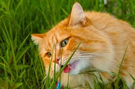 When i grow in a field. Why Is My Cat Eating Grass