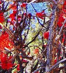 Image result for Erythrina abyssinica