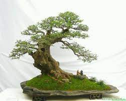 Pen Jing Bonsai Tree Japanese Bonsai Bonsai Garden