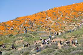 The deane dana friendship park and nature center in san pedro, seen tuesday, april 21, 2020, features blooming flowers. How To Safely View Lake Elsinore Poppy Super Bloom In California