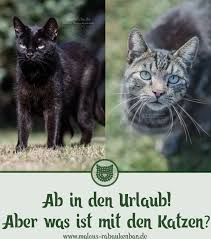 Urlaubs Reisezeit Wohin Mit Den Katzen Malous Rabaukenbande Katzen Wilde Tiere Haustier