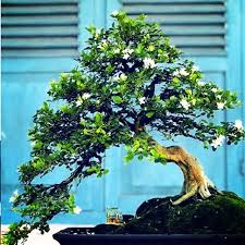 Maybe you would like to learn more about one of these? Mengenal Bonsai Kemuning Keunikan Budidaya Pengendalian Hama