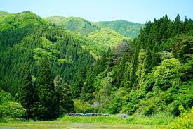 ‫غابة‬‎ ile ilgili görsel sonucu