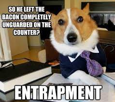 I'm here live ponton bewilderedly told the judge. Pin By Katy Walter On Animals Funniest Animals Dog Memes Funny Dog Memes Lawyer Jokes