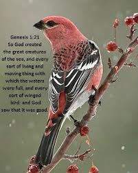 Genesis 1 21 Ausgestopftes Tier Vogel Als Haustiere
