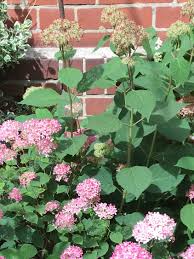 Browse 76 hortensie photos stock photos and images available, or start a new search to explore more stock photos and images. Flieder Hortensie Ayesha Hydrangea Macrophylla Ayesha Baumschule Horstmann